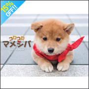 �R���R���}���V�o