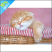 �q�L�̃}���`�J��