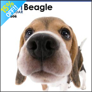 THE DOG �r�[�O��