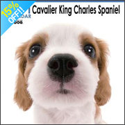 THE DOG �L���o���A�E�L���O�E�`���[���Y�E�X�p�j�G��