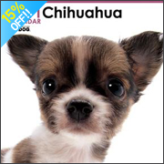 THE DOG �`����