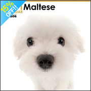 THE DOG �}���`�[�Y