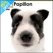 THE DOG �p�s����