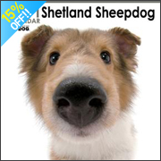 THE DOG �V�F�b�g�����h�E�V�[�v�h�b�O