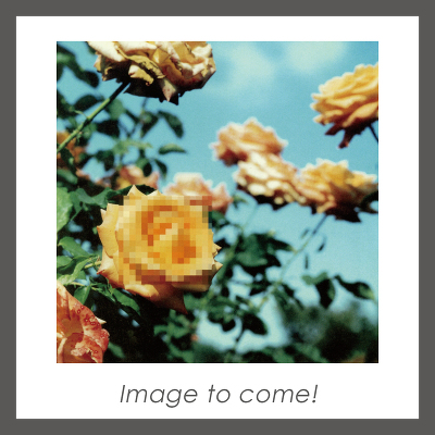 y񐶎YՁzRelation(2Vinyl)