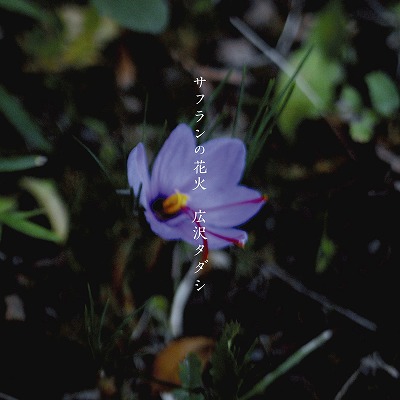 �T�t�����̉ԉ�