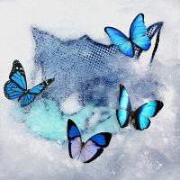 Frozen Butterfly(CD+DVD)