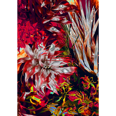 HON-NO / IZA!!y񐶎YՁziJZbg{Blu-ray{PHOTOBOOK [BOXdl]j